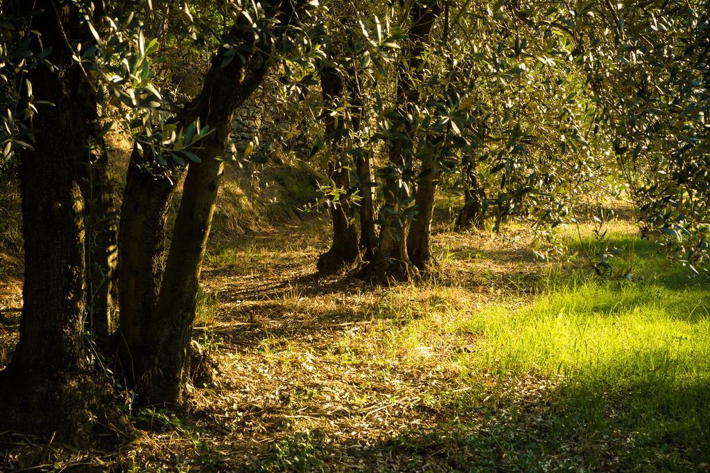 Podere Poggio Mendico Arezzo Exterior photo